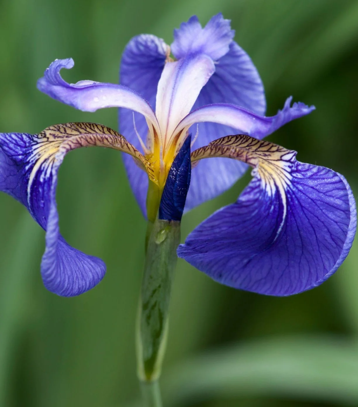 iris+setosa+%282%29.jpg?format